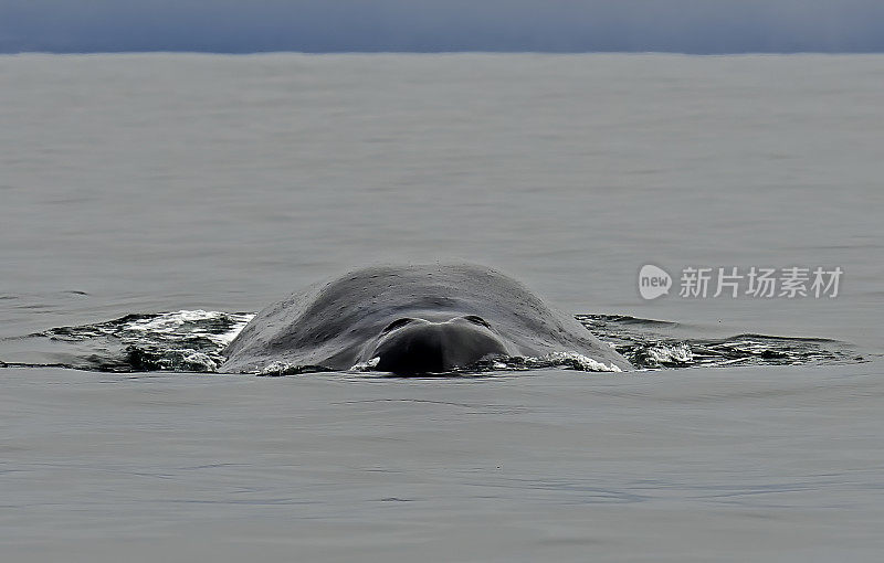 蓝鲸(Balaenoptera musculus)是一种海洋哺乳动物，属于须鲸(Mysticeti)，有时在加利福尼亚州的蒙特雷湾发现。